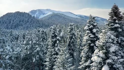 Beautiful snow scene forest in winter. Flying over of pine trees covered with snow.