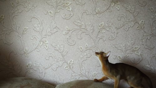 Abyssinian Kitten Playing