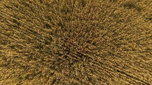 Flying Over The Wheat Field Background