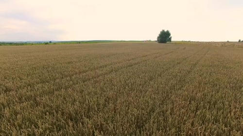 Flight Over The Wheat