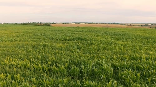 Flight Over a Field Of Corn