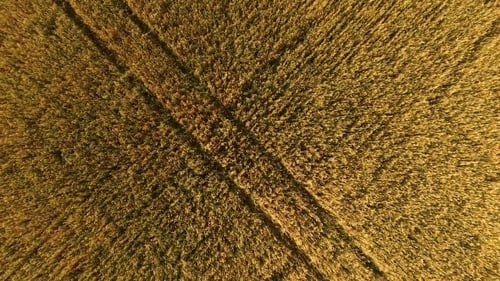Flying Over The Field