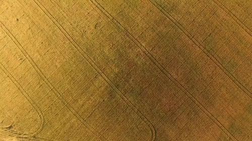 Flying Over the Field