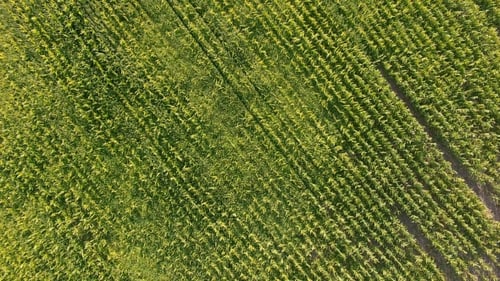 Flight Over a Field Of Corn