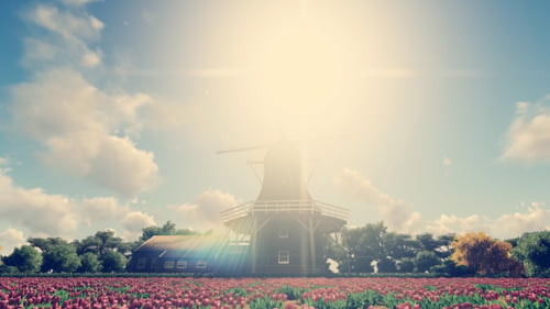 Windmühle - Tulpenfarm - Niederlande