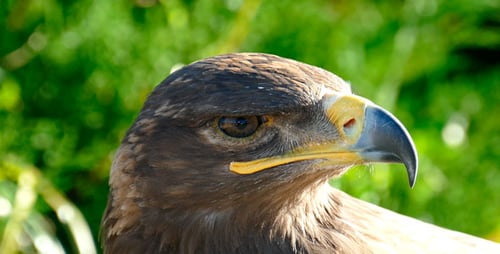 Schau, Eagle.