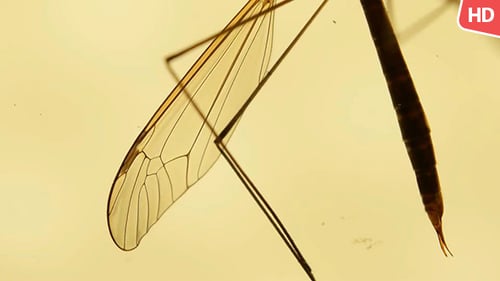Insect Analysis 0592