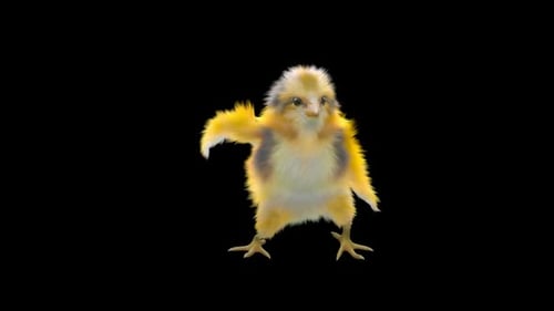 Dancing Fluffy Baby Chick 3D Animation