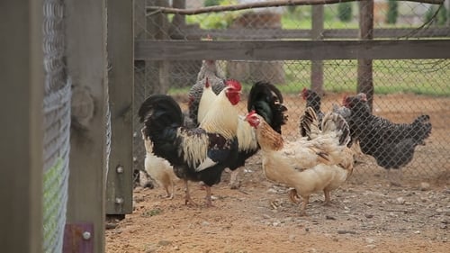 Chickens and Roosters Foraging in a Rural Pen