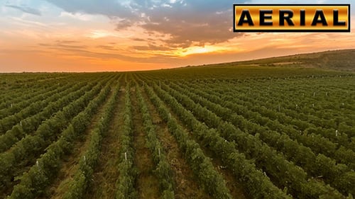 Aerial Vineyard at Sunset, Rural Agriculture Landscape