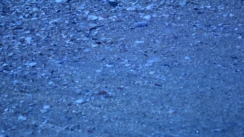 Little Sea Shells On Sand. Sea Waves On Night Beach. .