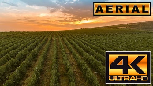 Fly Over A Hillside, Over Rows Of Vineyards