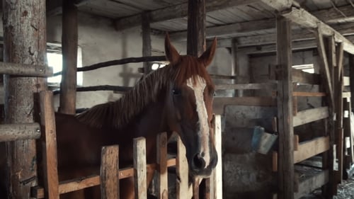 Horse Stands In The Stable