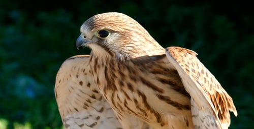 Nestling Eagle