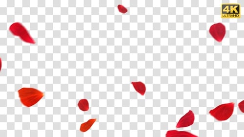 Falling Red Rose Petals Romantic Wedding Overlay