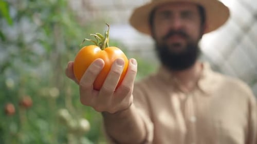 Closeup Ripe Yellow Tomato in Male Hand in Sunlight with Blurred Bearded Young Caucasian Farmer at