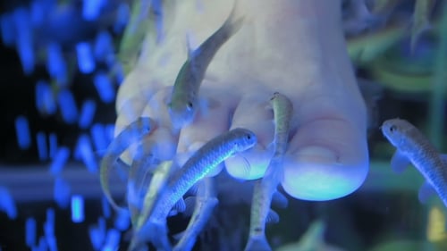 Eine Frau ist in einem Spa und bekommt eine Fisch-Pediküre
