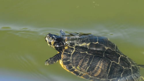 Kleine Schildkröte im See