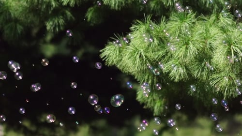 Soap Bubbles Floating Near Pine Tree Branch