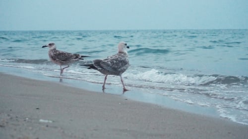 Seagulls At The Sea Coastline Beach