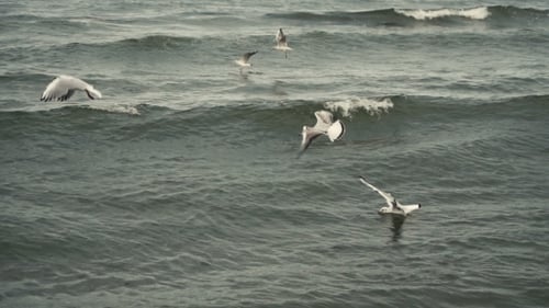 Seagulls At The Sea Coastline Beach