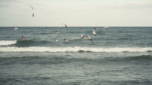 Seagulls At The Sea Coastline Beach