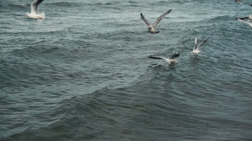 Seagulls At The Sea Coastline Beach