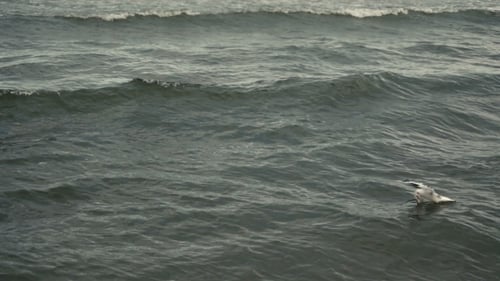 Seagulls At The Sea Coastline Beach