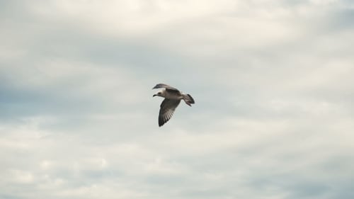 Seagulls At The Sea Coastline Beach