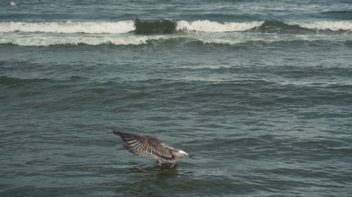 Seagulls At The Sea Coastline Beach