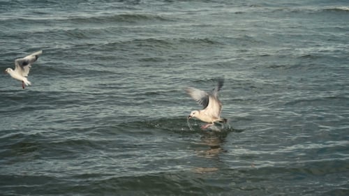 Seagulls At The Sea Coastline Beach