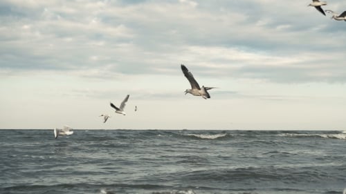 Seagulls At The Sea Coastline Beach