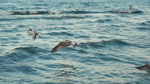Seagulls At The Sea Coastline Beach