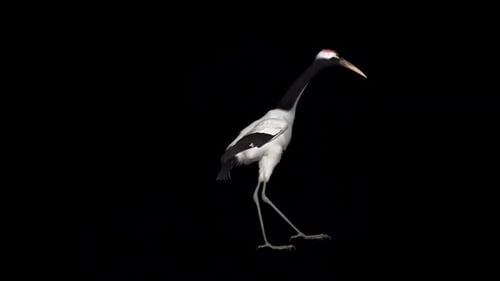 Walking Red-crowned Crane with Alpha Channel