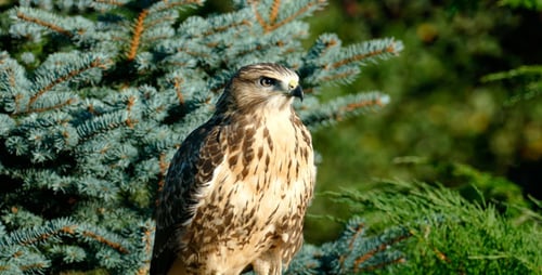 Hawk Perched Alertly on Pine Tree Branch