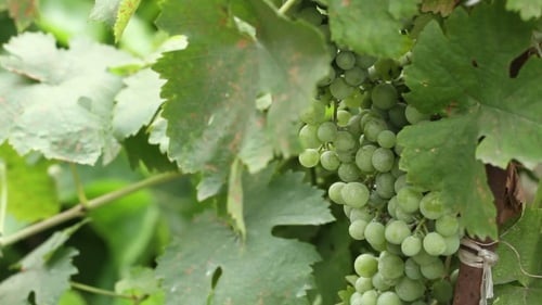 Grüne Trauben auf der Weinrebe schwanken