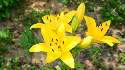 Bright Yellow Lily Flowers Blooming in a Garden