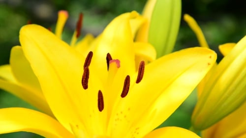 Close Up of Blooming Yellow Lily Flower