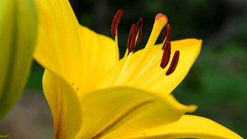 Close Up of a Yellow Lily Flower
