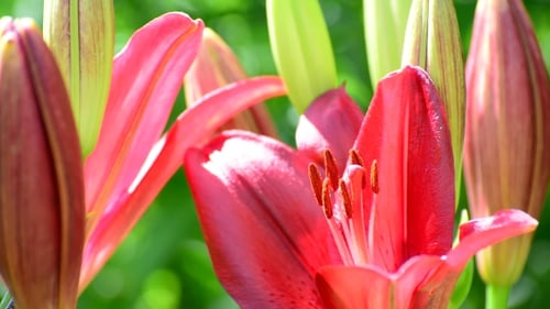Close Up Of a Red Flower With Buds