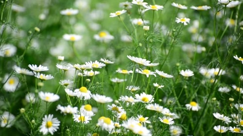 Daisies Bloom in Lush Green Meadow