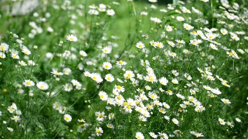 Field of Daisies Swaying Gently in the Breeze