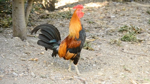 Cockcrow