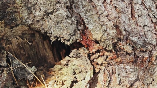 Close Up of Tree Bark with Hollow