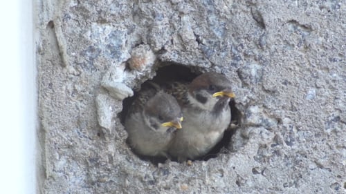 Baby Birds Being Fed in Urban Concrete Nest