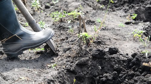 Black Boot Digs into Soil with Shovel