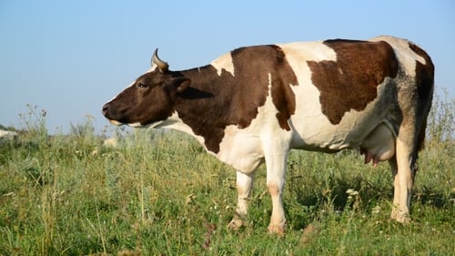 Kuh frisst Gras auf Lichtung