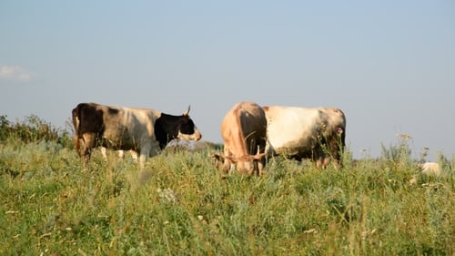 Cows Grazing Peacefully in a Green Pasture