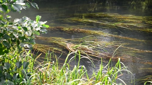 Detail Kleiner mit Algen bewachsener Fluss