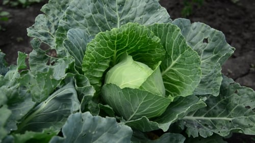 Cabeza de repollo en el jardín